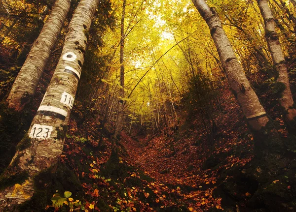 秋天森林壁纸 — 图库照片