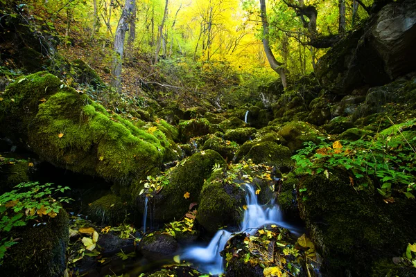 Jesień las strumienia — Zdjęcie stockowe