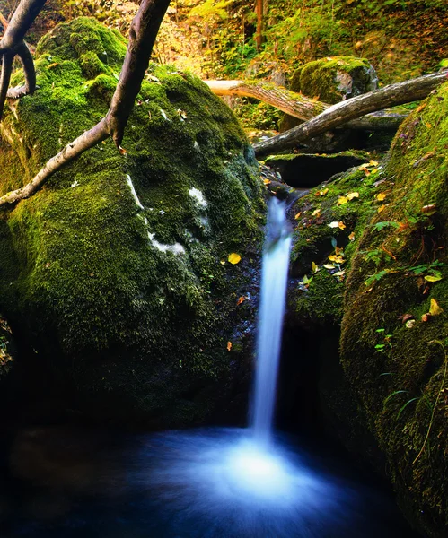 深い秋の森 — ストック写真