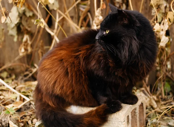 黒い国内猫 — ストック写真