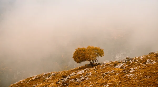 Падающее дерево — стоковое фото