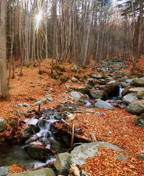 Les na podzim — Stock fotografie