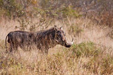 büyük warthog ayakta çimen