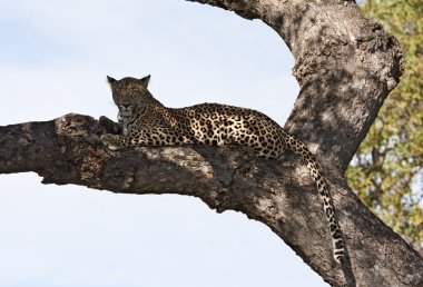 büyük ağacın gölgede brach yatan leopar