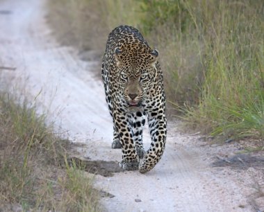 Geceleri bir yol yürüyüş leopar