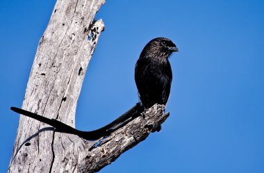 Saksağan örümcek kuşu oturup üzerinde ölü ağaç kütüğü