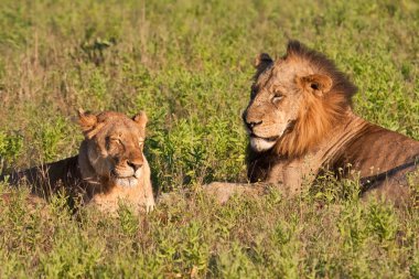 erkek ve dişi aslan çifti yalan