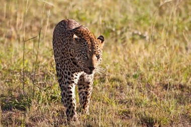 leopar erkek çim alanda yürüyüş