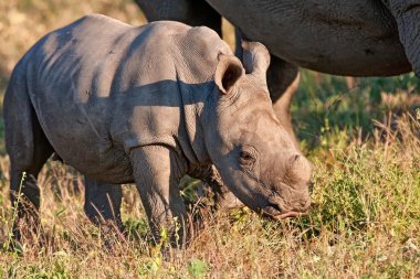 Rhino inek ve Dana doğada