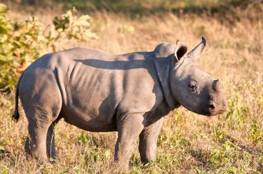 Rhino calf in nature green grass clipart