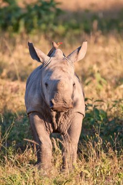 Rhino buzağı doğa yeşil çim