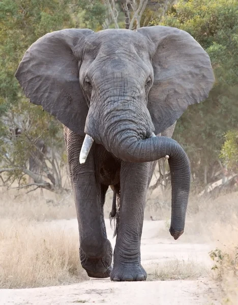 Grande elefante se aproximando ao longo de uma estrada — Fotografia de Stock