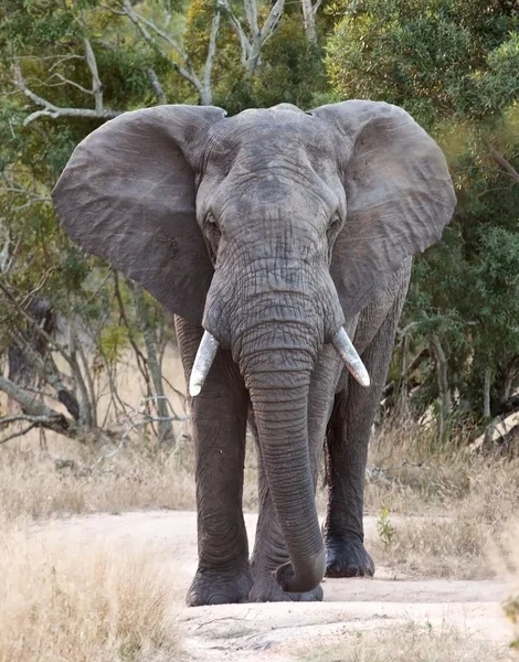 Grande elefante se aproximando ao longo de uma estrada — Fotografia de Stock