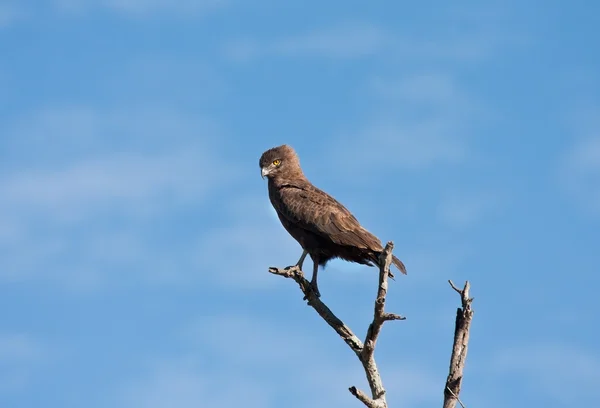 Aquila serpente bruna seduta su un albero — Foto Stock