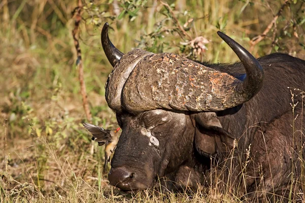 Bufalo sleeping in grass with oxpecker — Stock Photo, Image