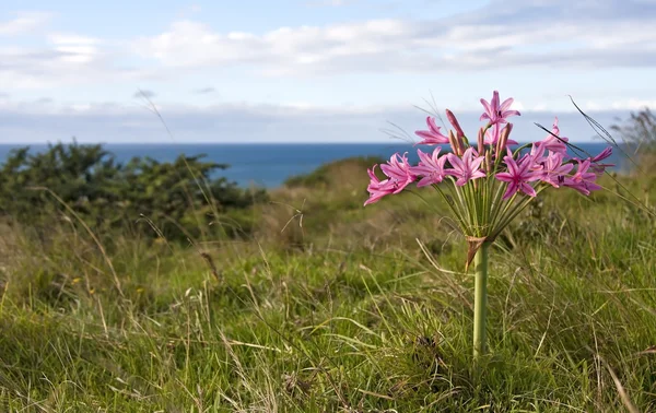 Closeup ของดอกไม้สีชมพูกับมหาสมุทร — ภาพถ่ายสต็อก