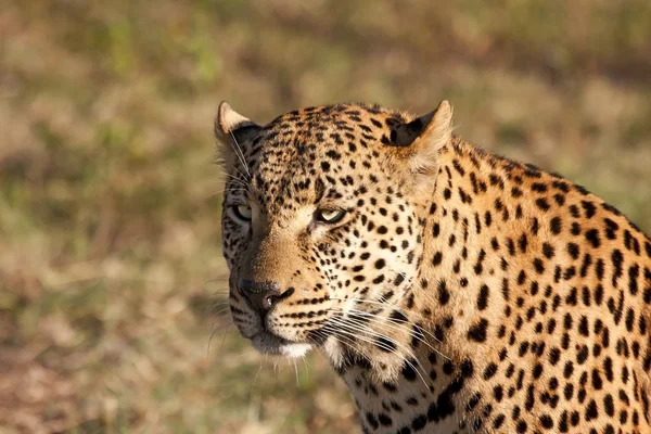 Detail hlavy leopard v slunci — Stock fotografie
