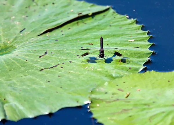 Dragon fly zittend op water lilly blad — Stockfoto