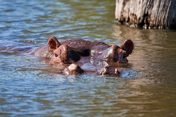 Nilpferd liegt nass im Wasser — Stockfoto