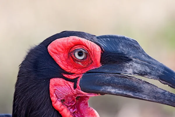 Grond neushoornvogel close-up portret — Stockfoto