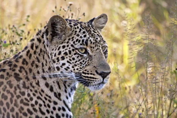 Cabeça de leopardo closeup em grama longa — Fotografia de Stock