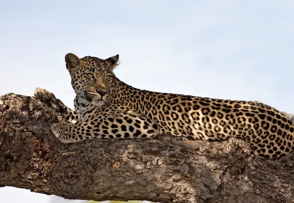 Леопард лежит на брехе на большом дереве — стоковое фото