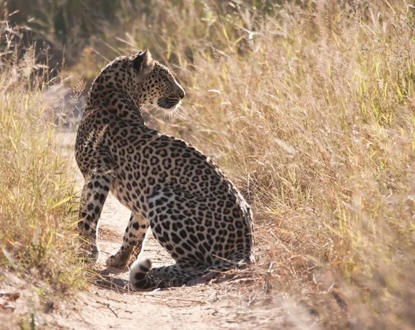 Леопард сидит на грунтовой дороге — стоковое фото