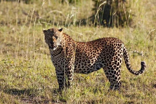 Леопард, стоящий в траве на солнце — стоковое фото