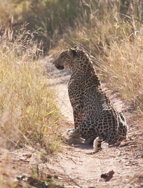 Мужской леопард сидит на грунтовой дороге — стоковое фото