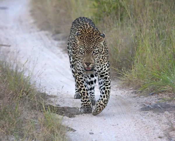 Leopardo caminhando ao longo de uma estrada à noite — Fotografia de Stock