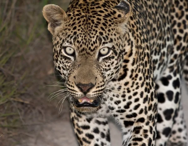 Leopard gå längs en väg på natten — Stockfoto