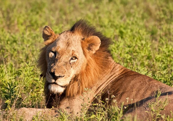 Samiec lwa, leżącego w zielonej trawie — Zdjęcie stockowe