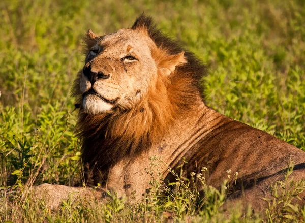 ライオンのオスの緑の草に横になっています。 — Stock fotografie