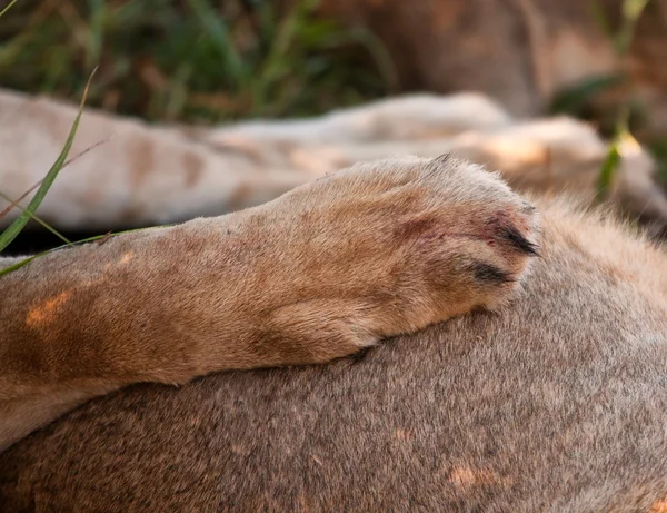 Pata de león descansando sobre la barriga de otro león — Foto de Stock