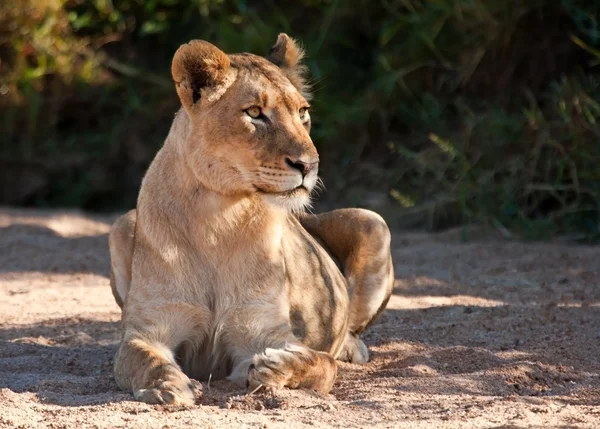 Lioness lying on sand looking alert — Stock Photo, Image