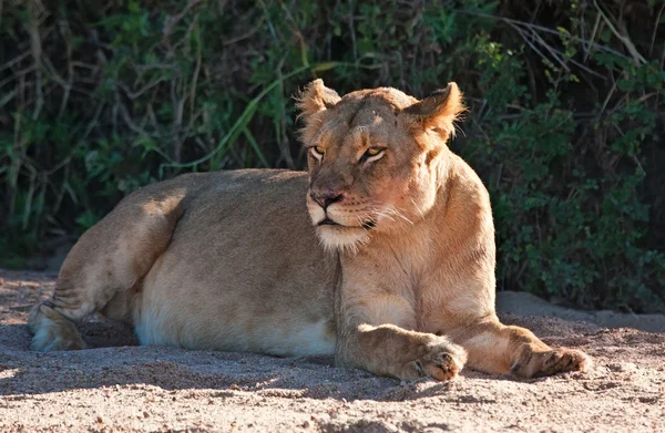 Lioness lying in shade — Stock Photo, Image