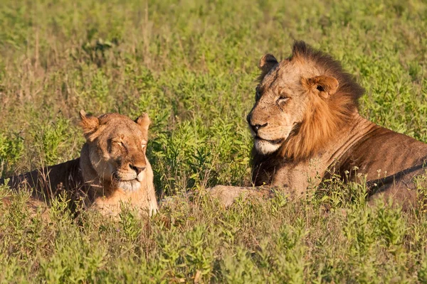 Paire de lions mâle et femelle couché — Photo