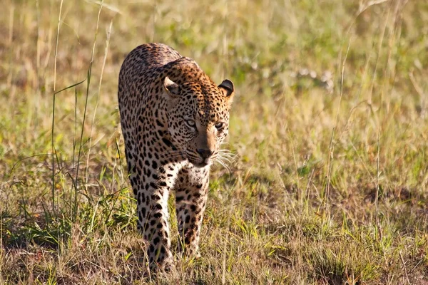 Leopardo maschio che cammina attraverso il campo di erba — Foto Stock