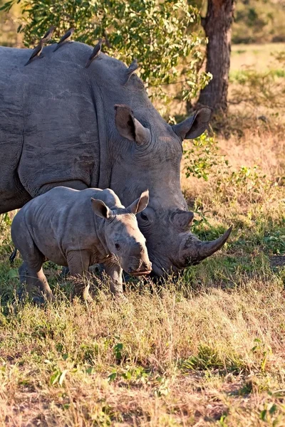 Vache rhinocéros et veau dans la nature — Photo