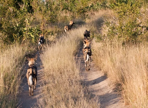 Pack of wild dogs hunting — Stock Photo, Image