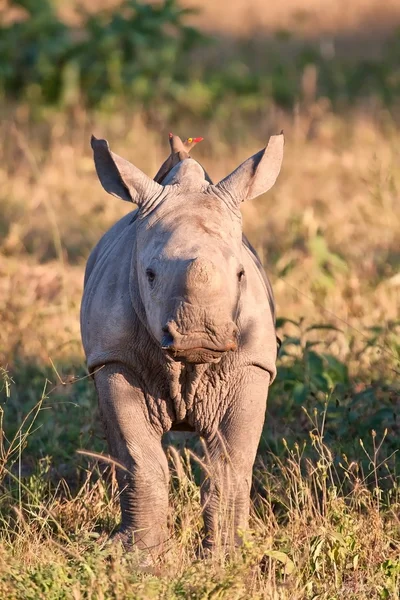 Veau rhinocéros dans l'herbe verte naturelle — Photo