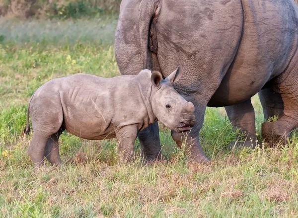 stock image Rhino cow and calf in nature