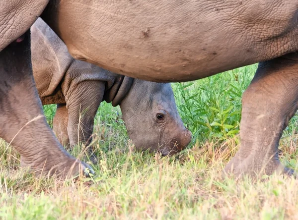 Vaca rinoceronte y ternera en la naturaleza —  Fotos de Stock