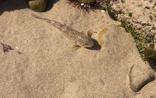 Stock image Small brown fish in pond on the beach