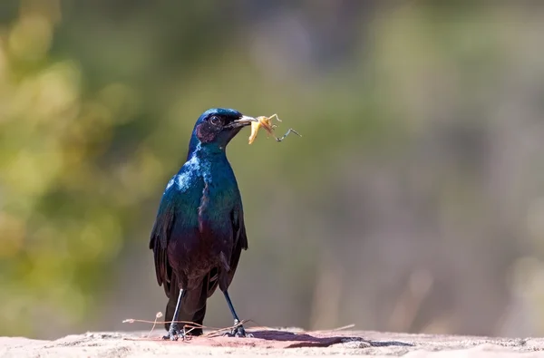 Starling seduto con il cibo sulla roccia — Foto Stock