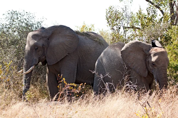 Δύο ελέφαντα στο χόρτο — Φωτογραφία Αρχείου