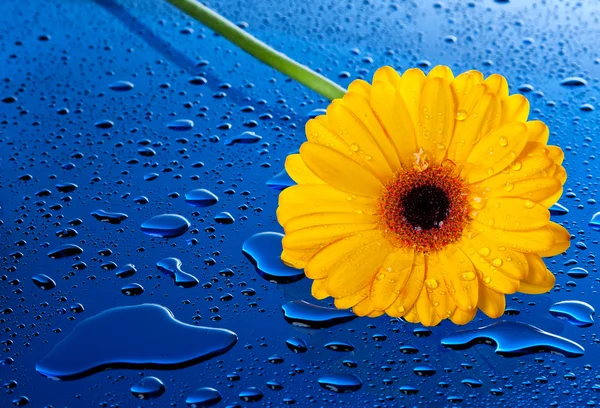Yellow flower on blue surface — Stock Photo, Image