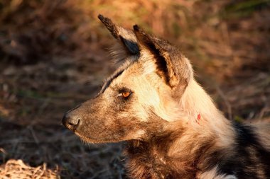 vahşi köpek güneş çim üzerinde yalan