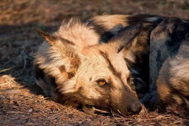 vahşi köpek güneş çim üzerinde yalan