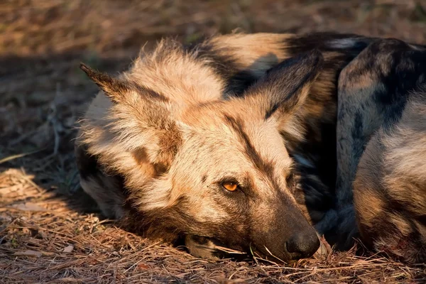 Cão selvagem deitado na grama no sol — Fotografia de Stock